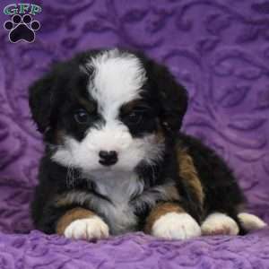 Dixie, Mini Bernedoodle Puppy